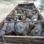 लखनऊ: विजय नगर में बैटरी रिक्शा चोरी, चोरों ने रात्रि गश्त के बीच पुलिस को दी खुली चुनौती