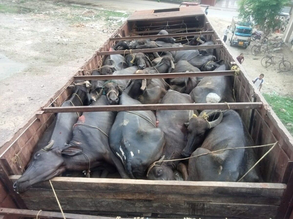 लखनऊ: BBD किसान पथ पर पशुओं से भरा ट्रक पकड़ा, 15 मौत , 5 पर FIR दर्ज
