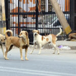 लखनऊ डायरिया: 4 दिन में 250 मरीज, ट्रॉमा सेंटर फुल