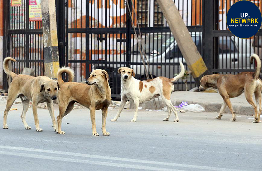 लखनऊ डॉग मेनेंस: 95 हजार नसबंदी के बाद भी बढ़े कुत्ते