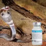 UP News: झाड़ियों में मिली गर्भवती महिला की लाश