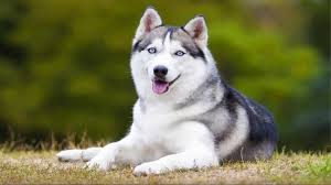 Lucknow Municipal Action: बिना लाइसेंस डॉग पर जुर्माना