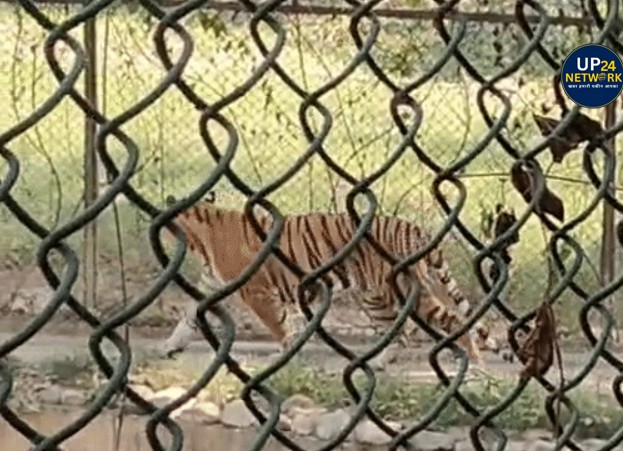 लखनऊ चिड़ियाघर 104 वर्ष, टाइगर बना आकर्षण