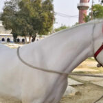 लखनऊ में ‘मोदीजी’ टिप्पणी पर महिला का पीछा, विरोध