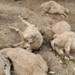 नए साल 2026: घर पर बनाएं आसान और स्पेशल केक रेसिपी