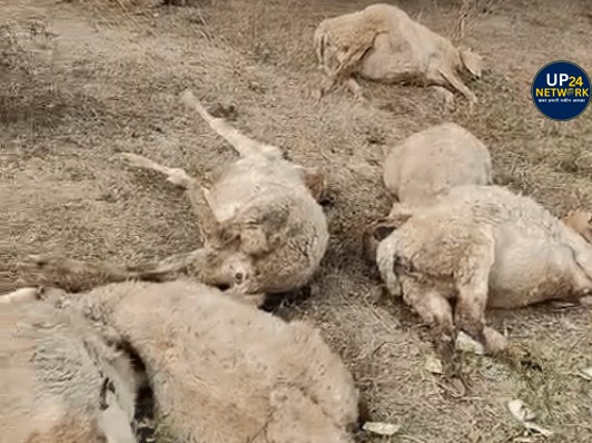 UP News: लखनऊ में 170 भेड़ें अचानक मरीं, जांच के निर्देश