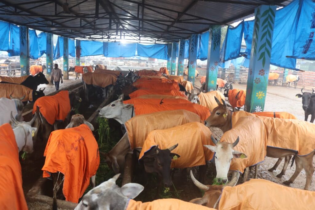 कानपुर: ठंड में गाय-बछड़ों को भगवा कोट, नगर निगम पहल