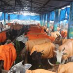 Lucknow: सरोजनी नगर तहसील में अधिवक्ताओं का प्रदर्शन
