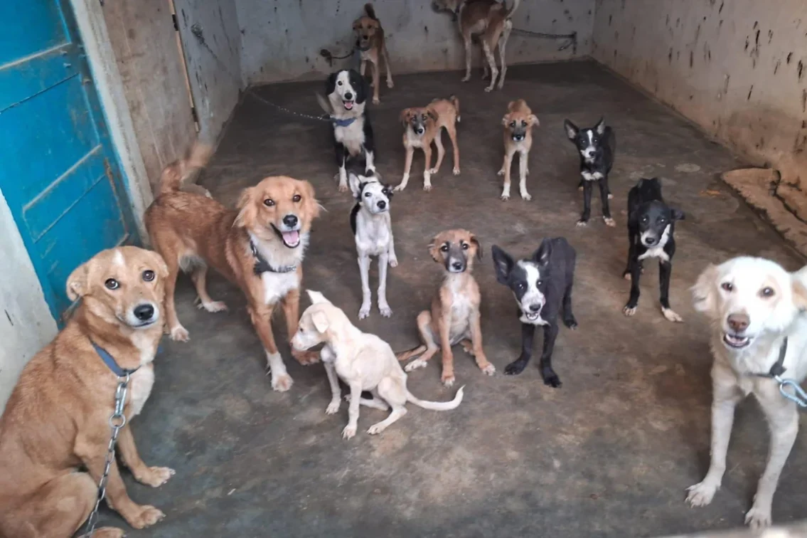 Lucknow News: डॉगी पर एसिड अटैक, 6 पिल्ले बेसहारा