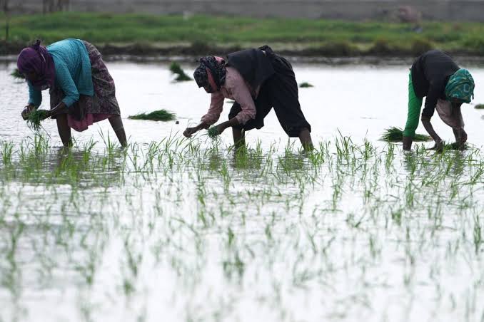 Erratic monsoon threatens India's crops and power grid