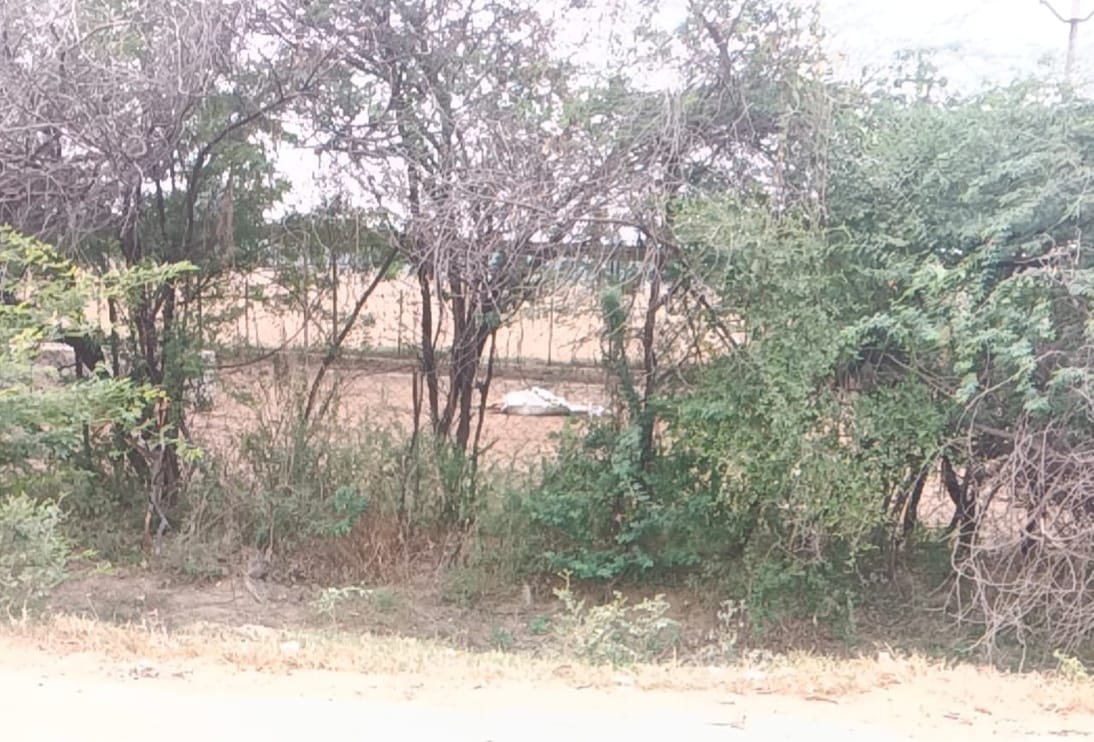 सरसई गौशाला में मृत मिली गाय