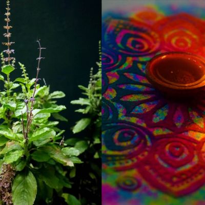 Diwali 2025: दीवाली पर करें तुलसी के ये उपाय, मिलेगी सुख-शांति