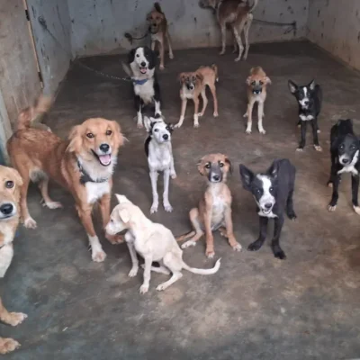 Lucknow News: डॉगी पर एसिड अटैक, 6 पिल्ले बेसहारा