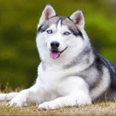 Lucknow Municipal Action: बिना लाइसेंस डॉग पर जुर्माना