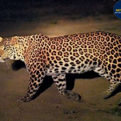 लखनऊ मोनार्क सिटी में तेंदुआ घुसा: रात 11 बजे कॉलोनी में CCTV में