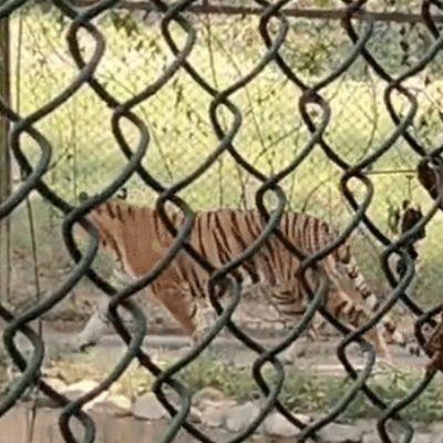 लखनऊ चिड़ियाघर 104 वर्ष, टाइगर बना आकर्षण